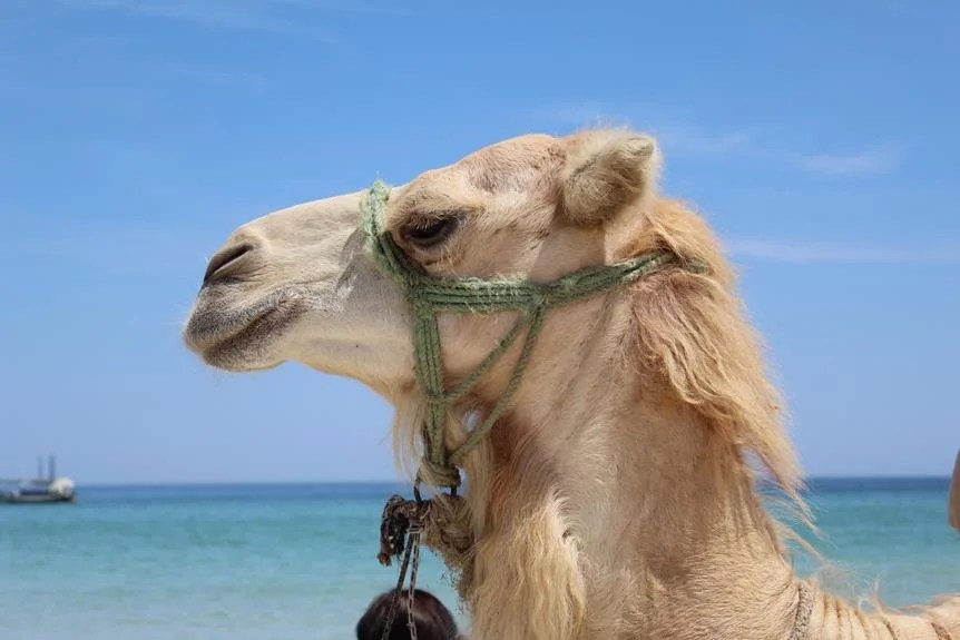 How Much Water Can A Camel Drink? (Answered)