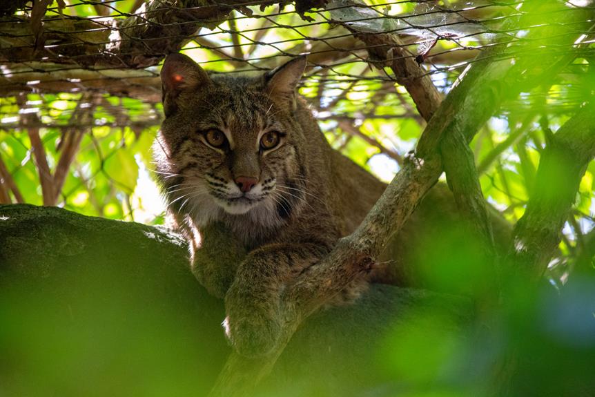 Bobcat Size and Comparison Simply Ecologist