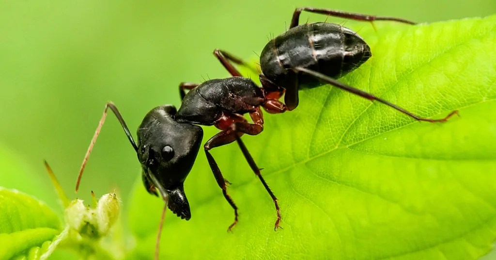 How Tall Are Ants? Ant Size and Comparison