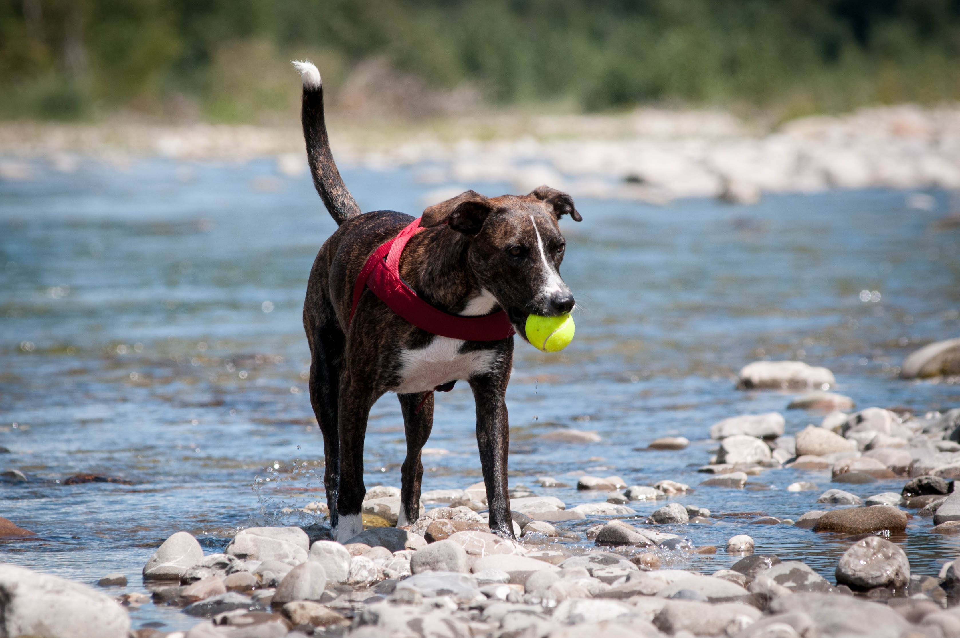 What Your Dog's Tail Tells You (Video) Simply For Dogs