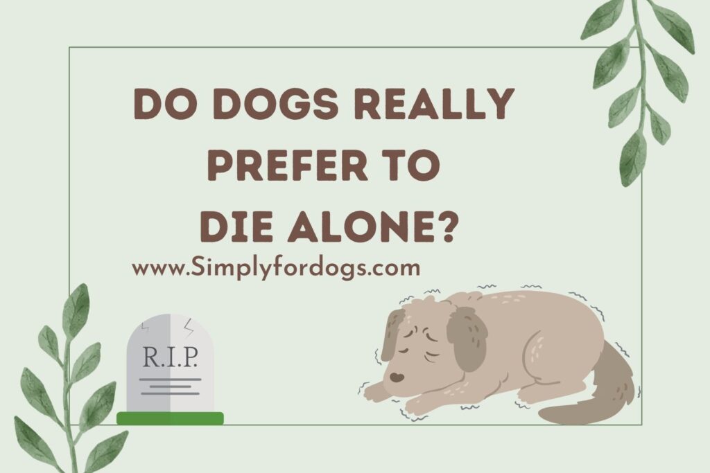 Do Dogs Really Prefer to Die Alone? (Must Read!) Simply For Dogs