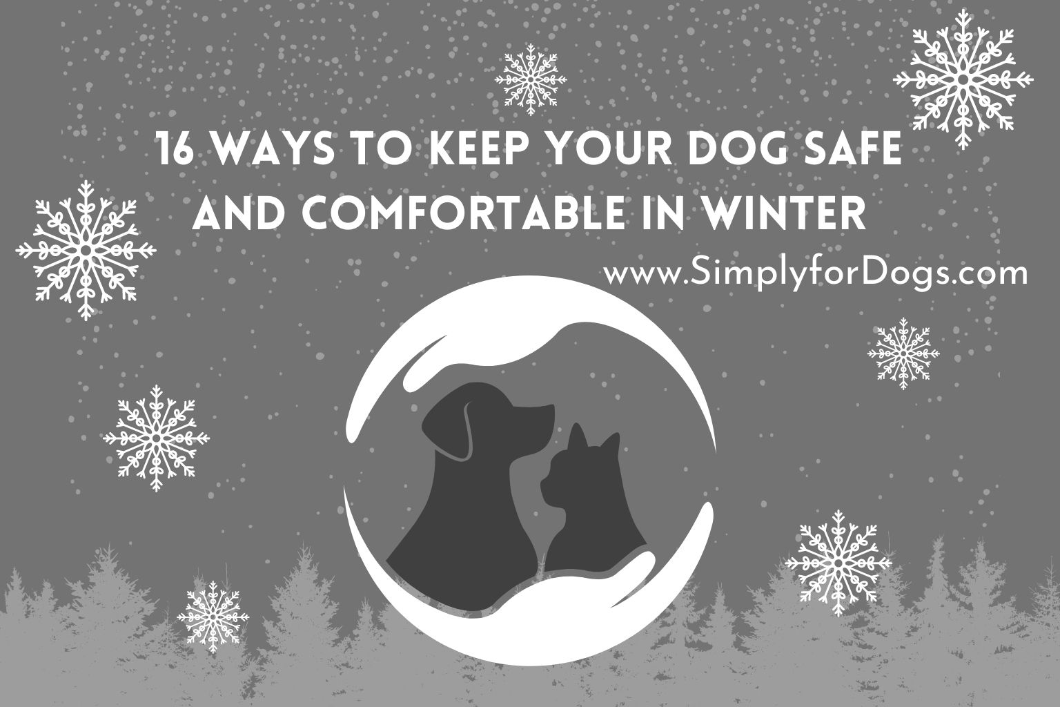 16 Ways to Keep Your Dog Safe and Comfortable in Winter (Easy Way)