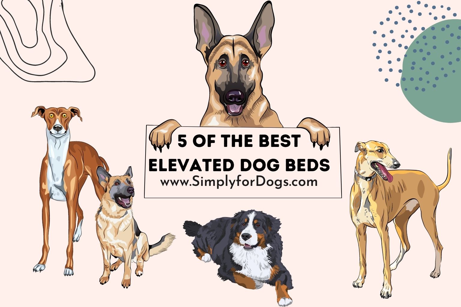 Best Elevated Dog Beds (You Must Know) Simply For Dogs