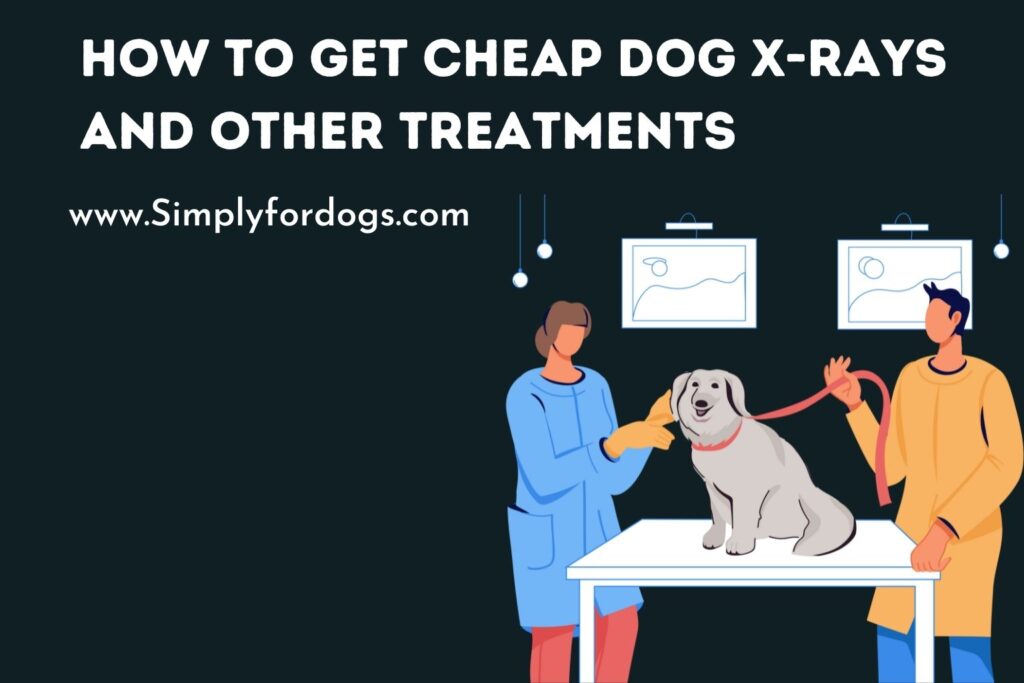 How to Get Cheap Dog XRays and Other Treatments (Everything You Must