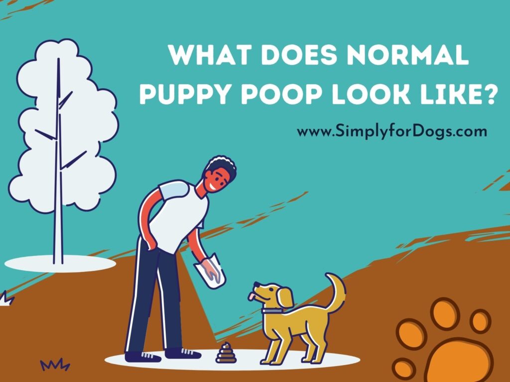 What Does Normal Puppy Poop Look Like? (Analyzing Dog's Poop)
