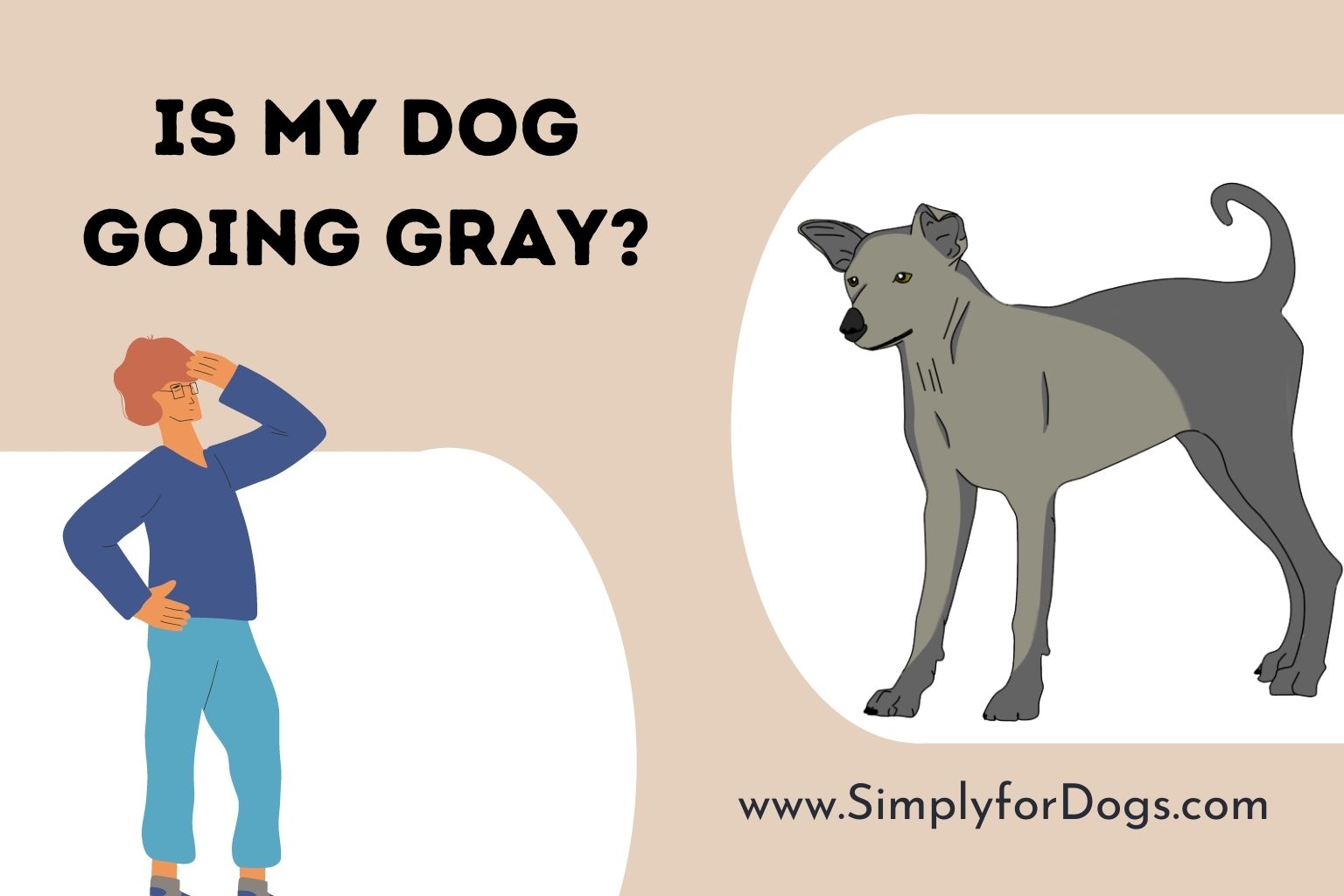 Canine Graying Archives Simply For Dogs