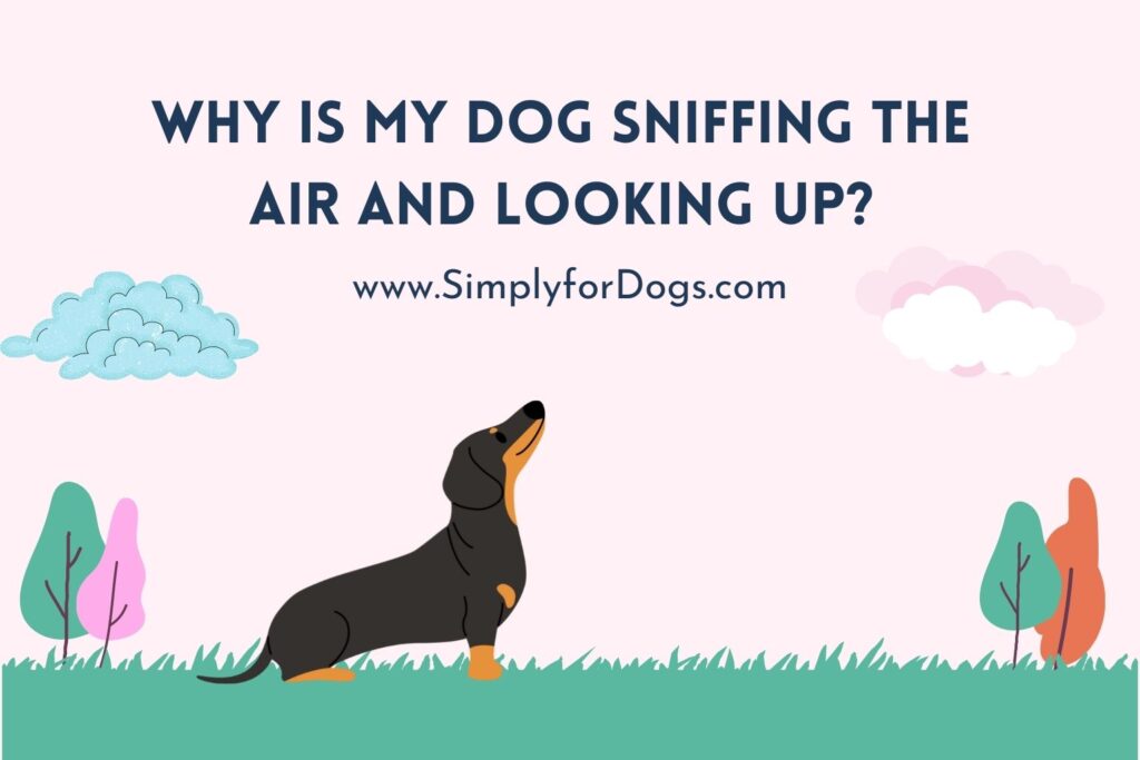Why Does My Dog Sniff Me Constantly at Tracy Mendoza blog