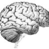 Good Mental Hygiene brain