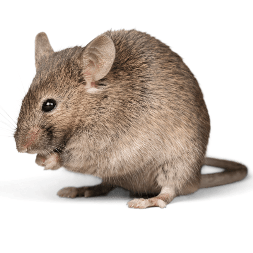 Pest Control Simply Greener San Antonio