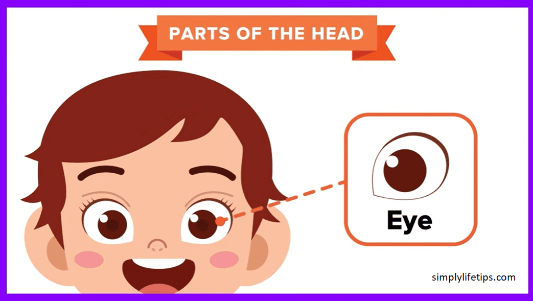 Parts Of The Human Head For Kids Learning Simply Life Tips