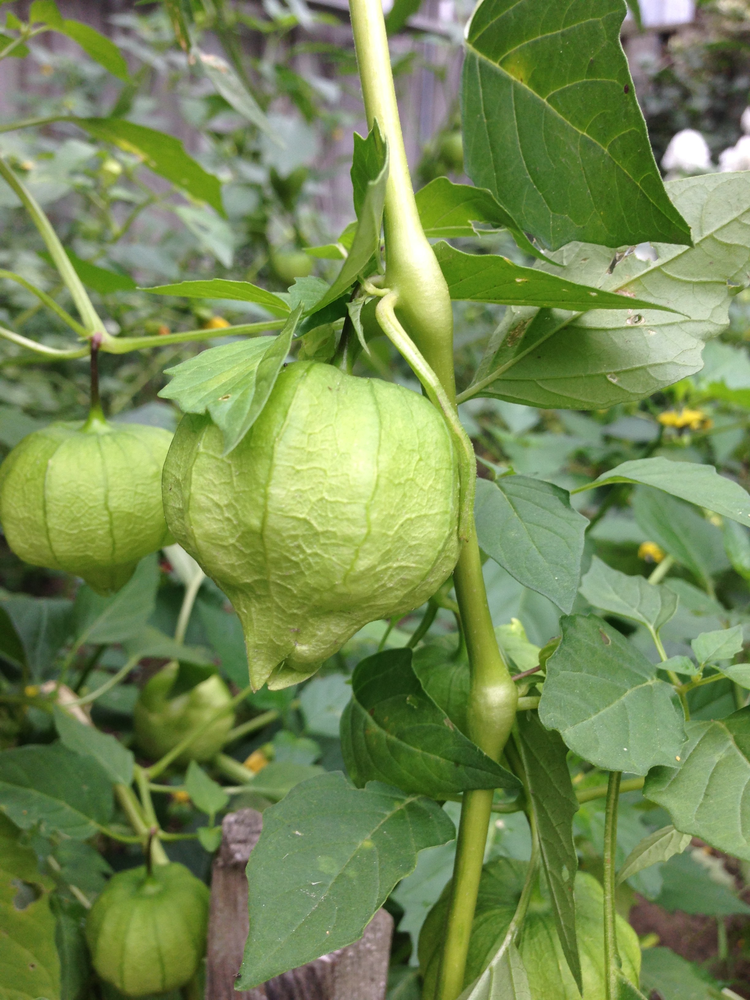 Tomatillos from the Garden Simply Linda
