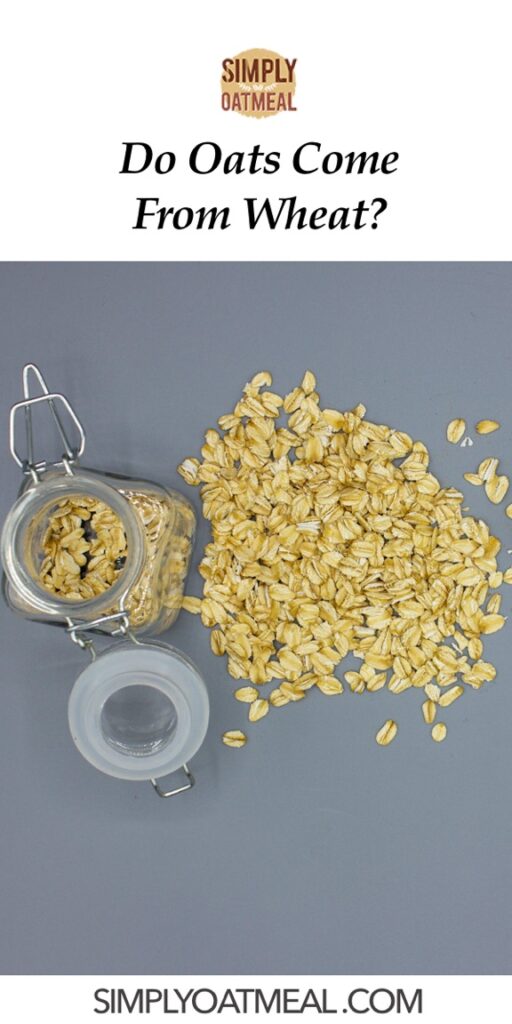 Do Oats Come From Wheat? Simply Oatmeal