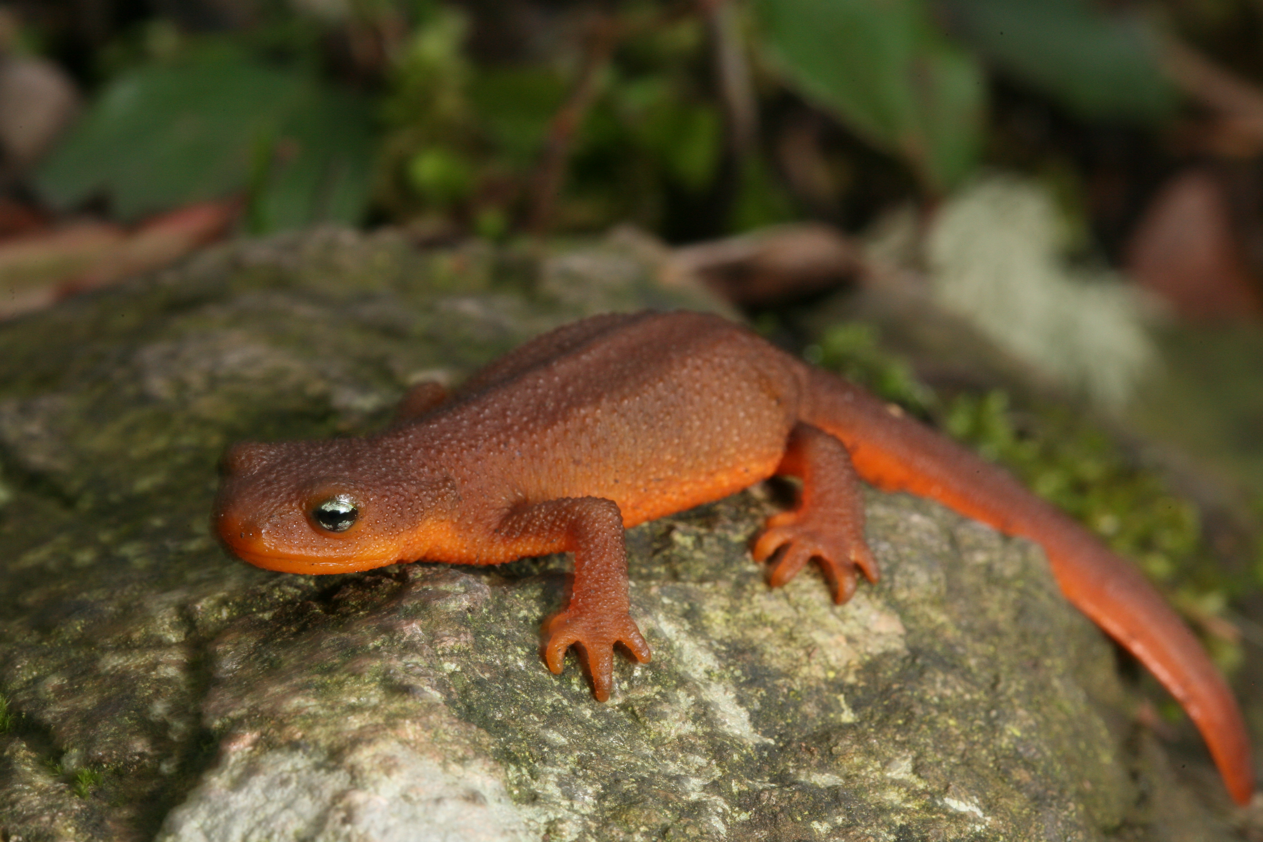 roughskinned newt Simply Orcas