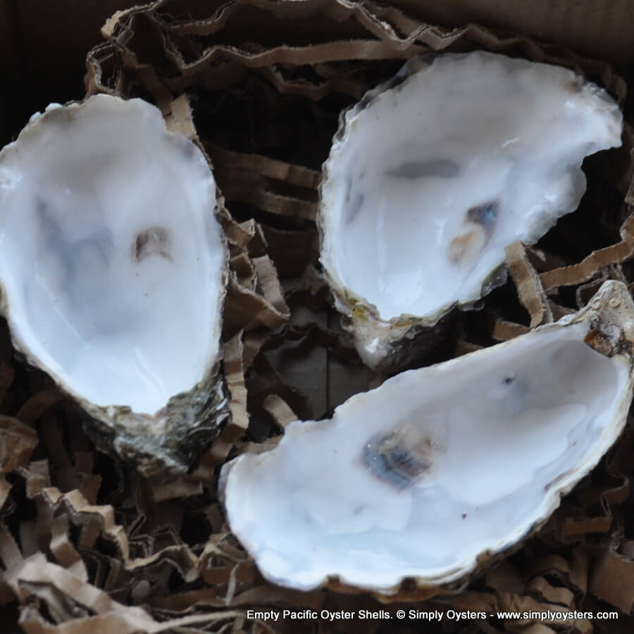 Oyster Shells Empty & Clean Oyster Shells Simply Oysters