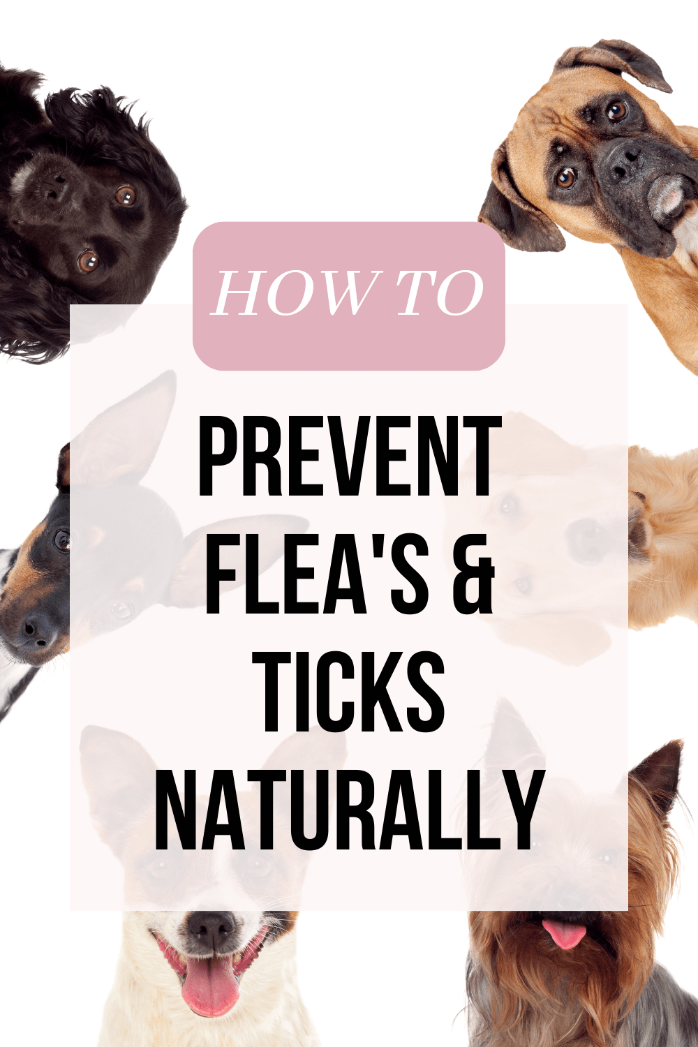 How To Prevent Flea's And Ticks Naturally