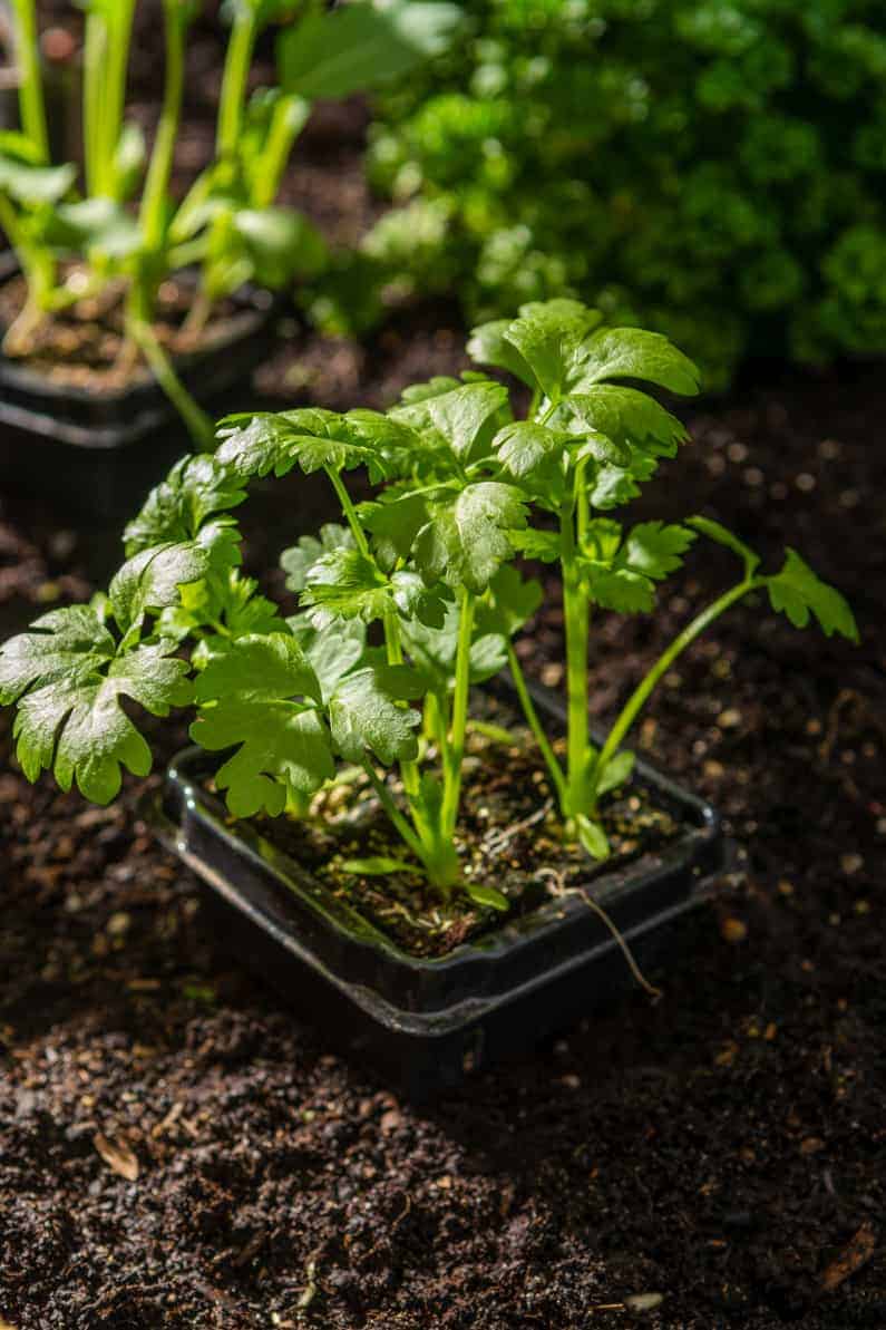 How to Grow Celery in Your Square Foot Garden