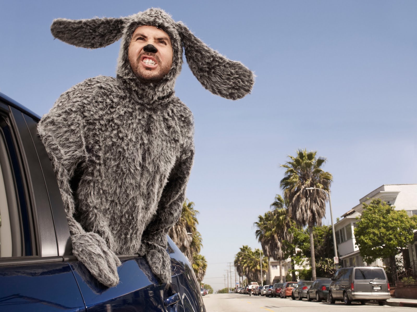 Photos Wilfred Season 1 Episode 1 Happiness Simply TV