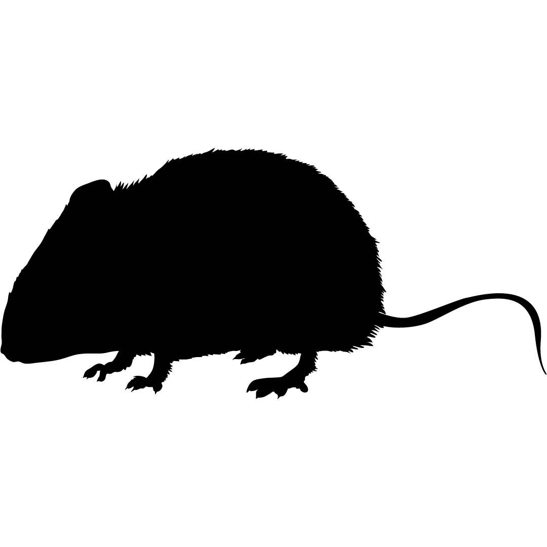 Pest Control North London, South London 24/7 Simply The Pest