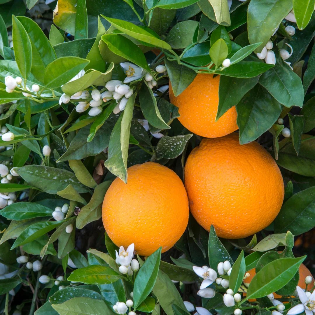 Washington Navel Orange Tree Orange Trees for Sale Simply Trees