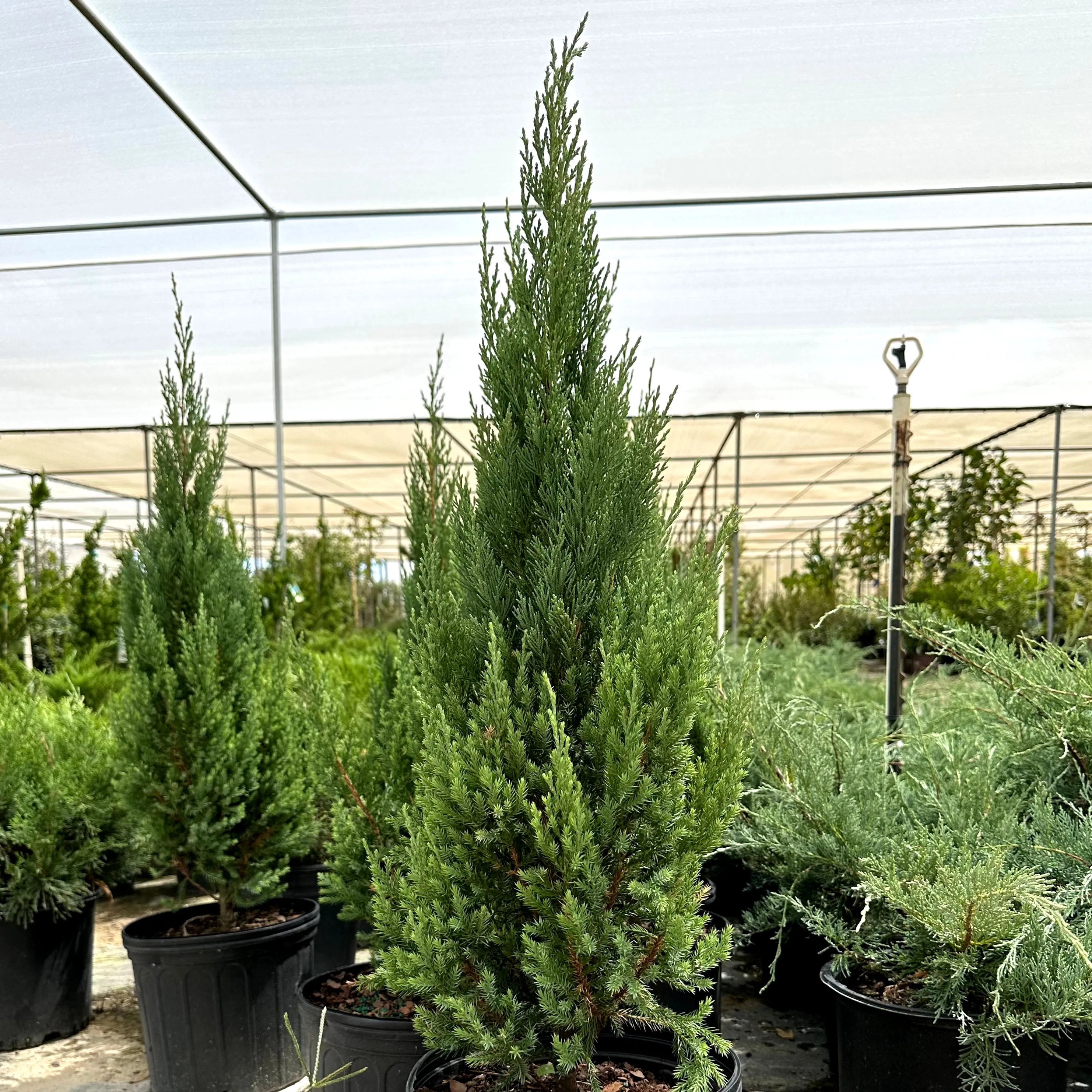Blue Point Juniper Simply Trees