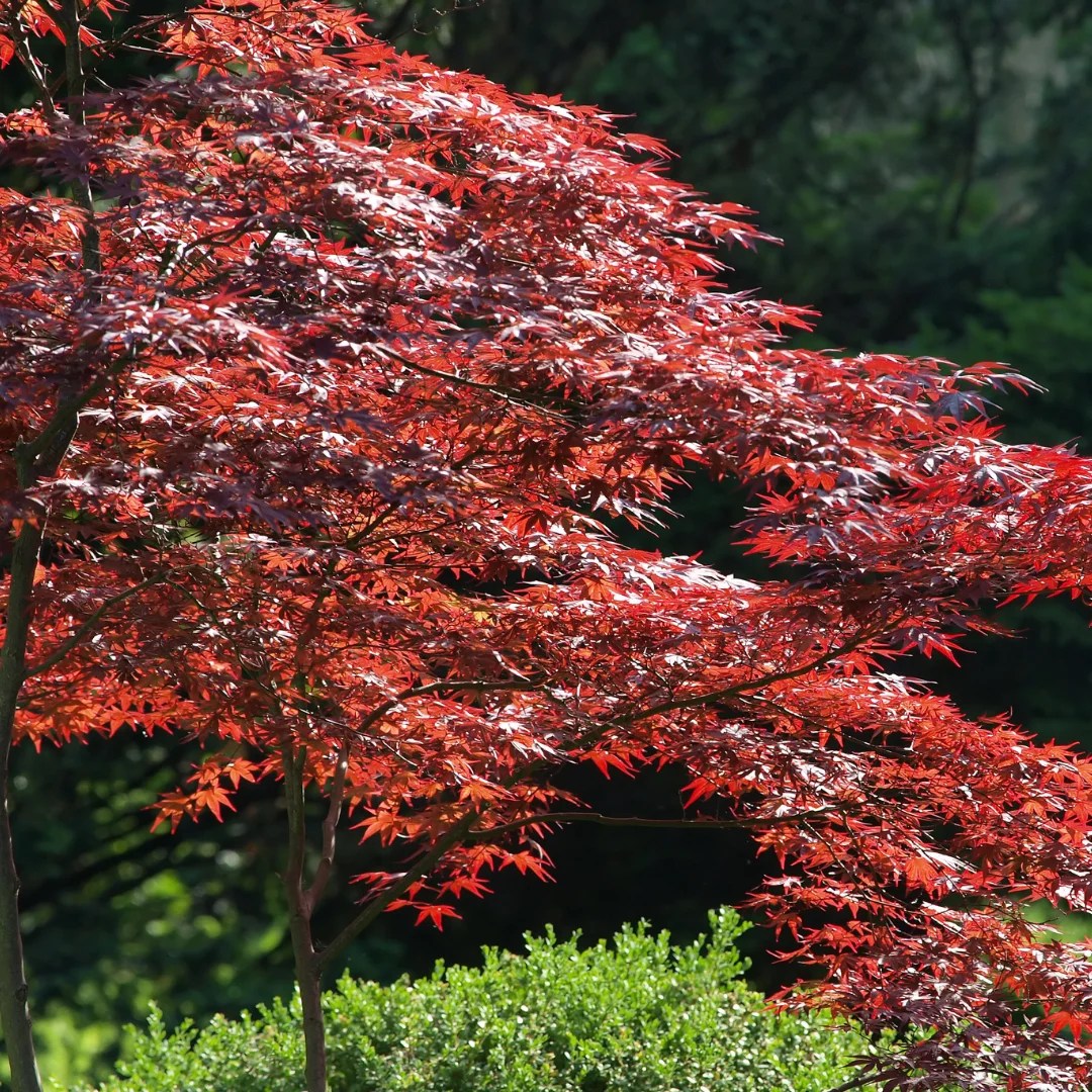 Emperor Japanese Maple Tree Crimson Red Fall Foliage Simply Trees