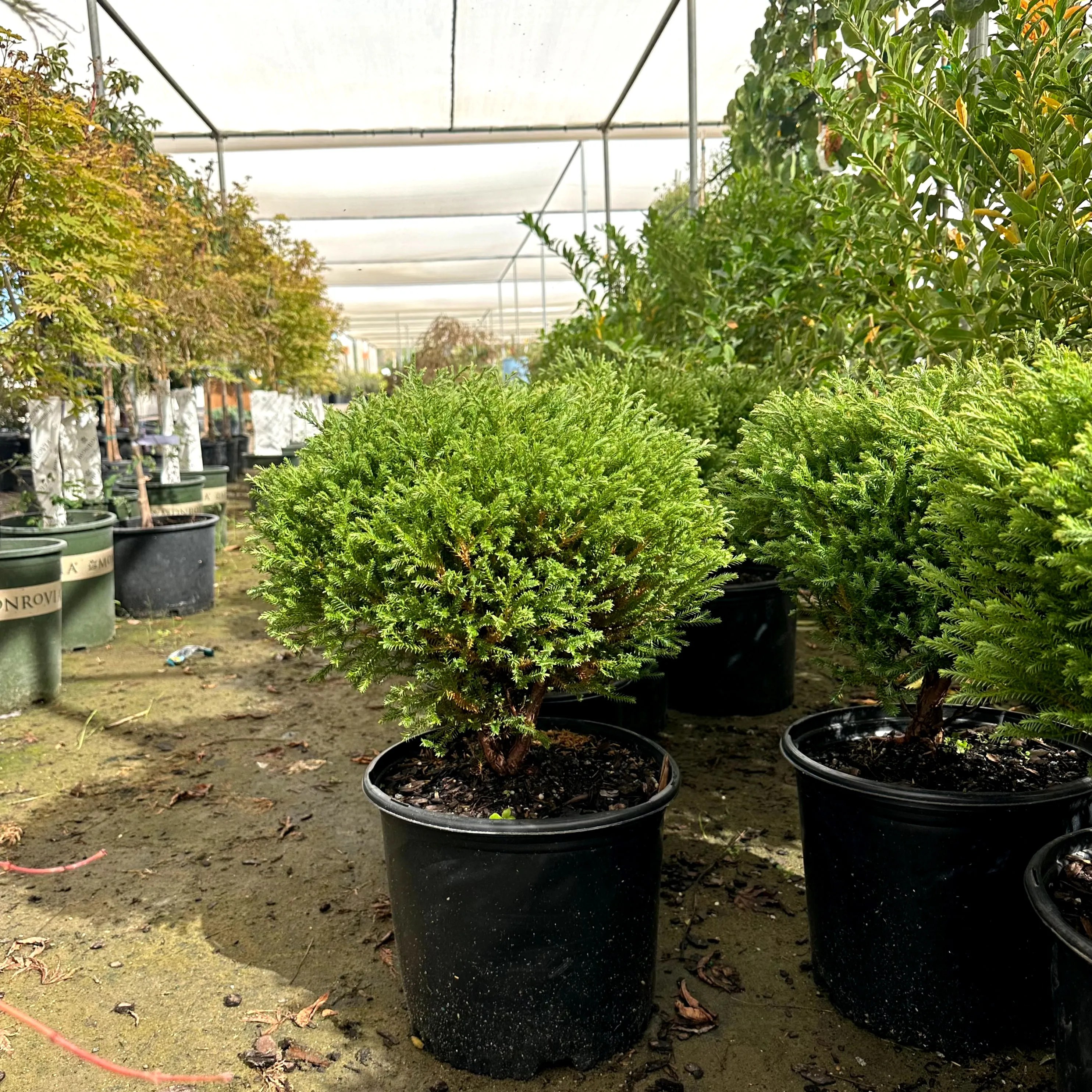 Mr. Bowling Ball Arborvitae Dwarf Evergreen Shrub Simply Trees