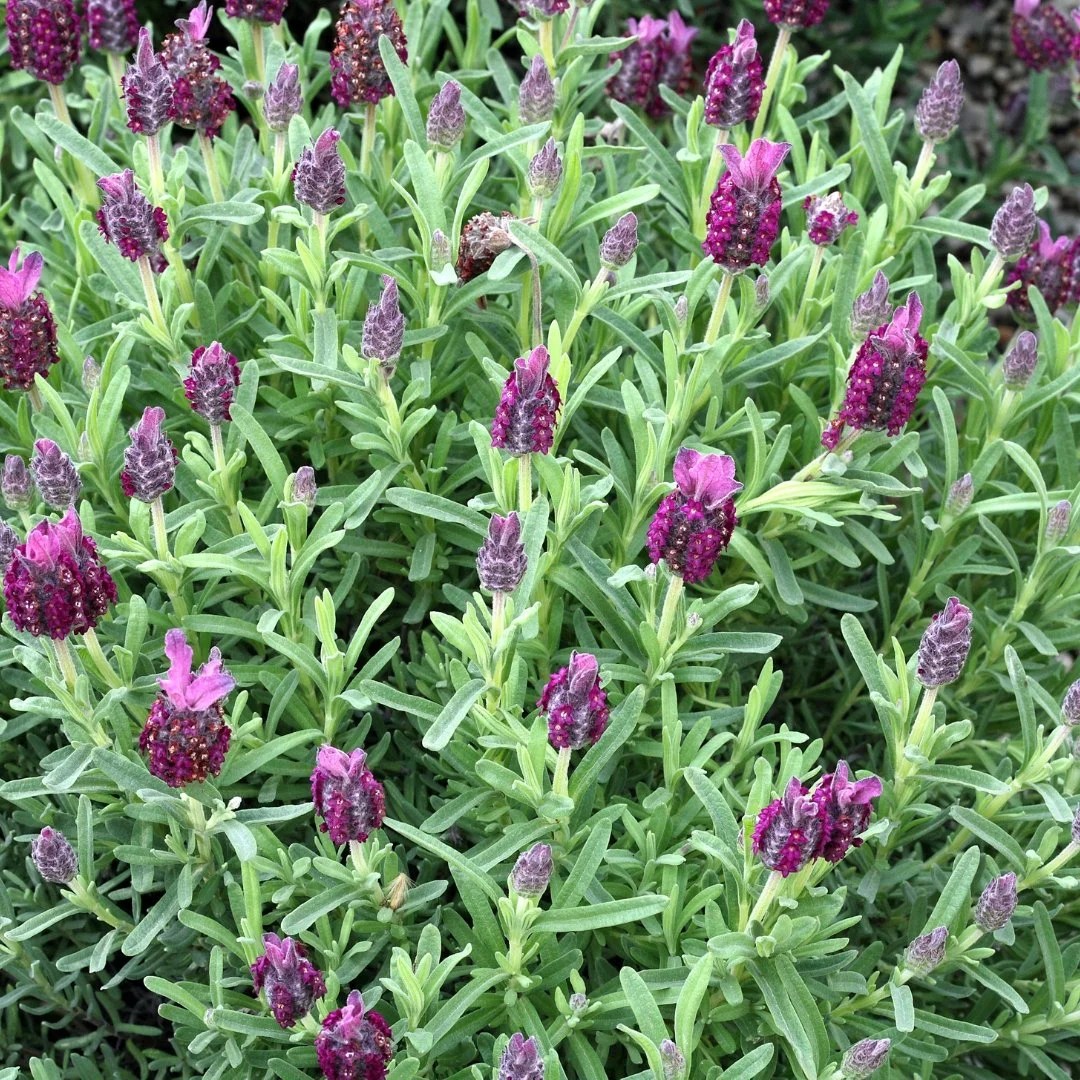 Otto Quast Spanish Lavender Drought Tolerant Lavender Simply Trees