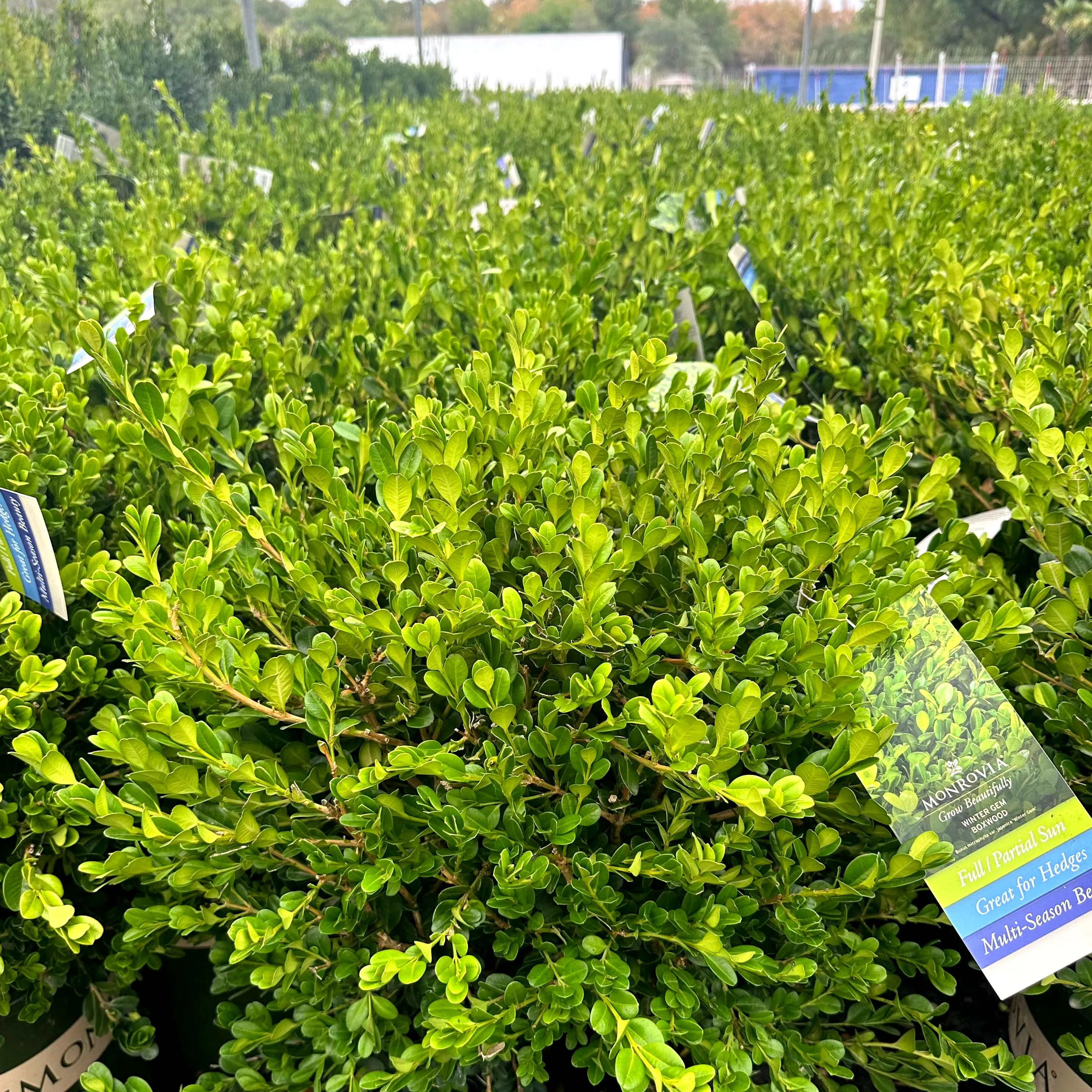 Winter Gem Boxwood Simply Trees