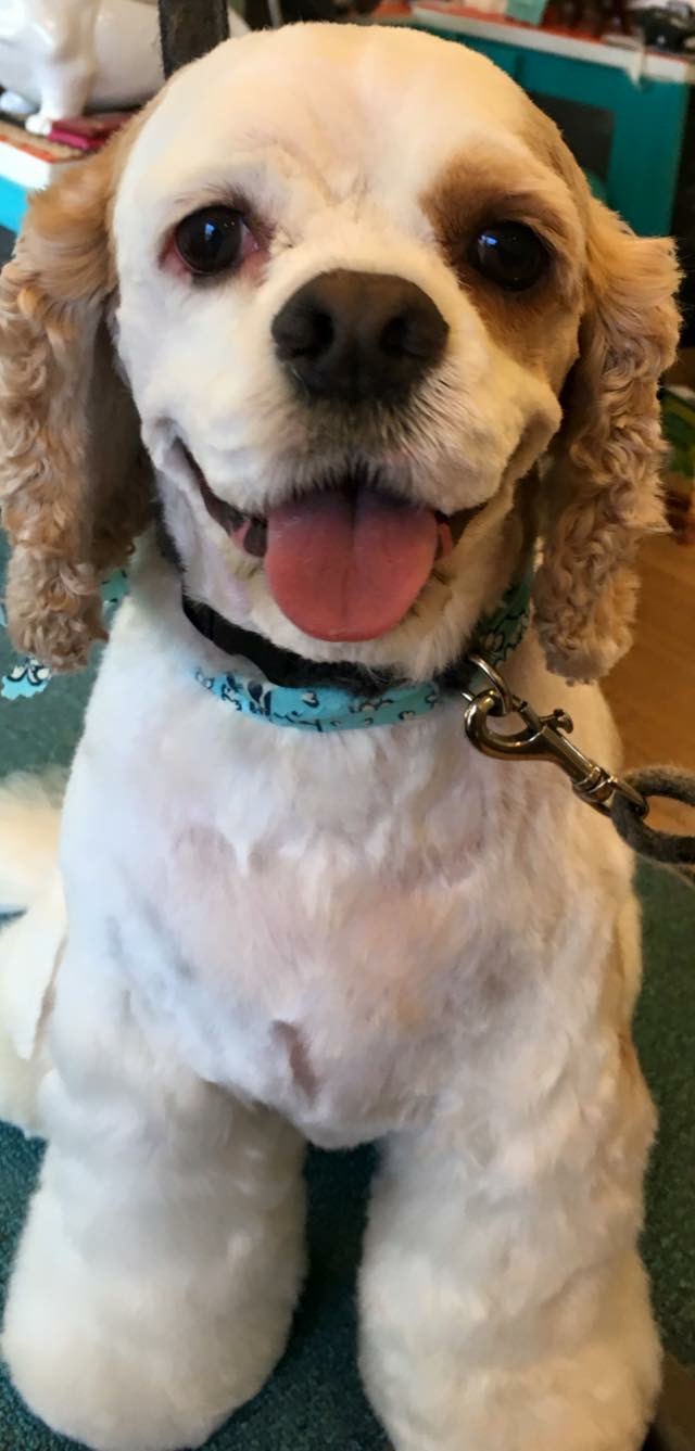 Gallery Simply Wonderful Dog Grooming