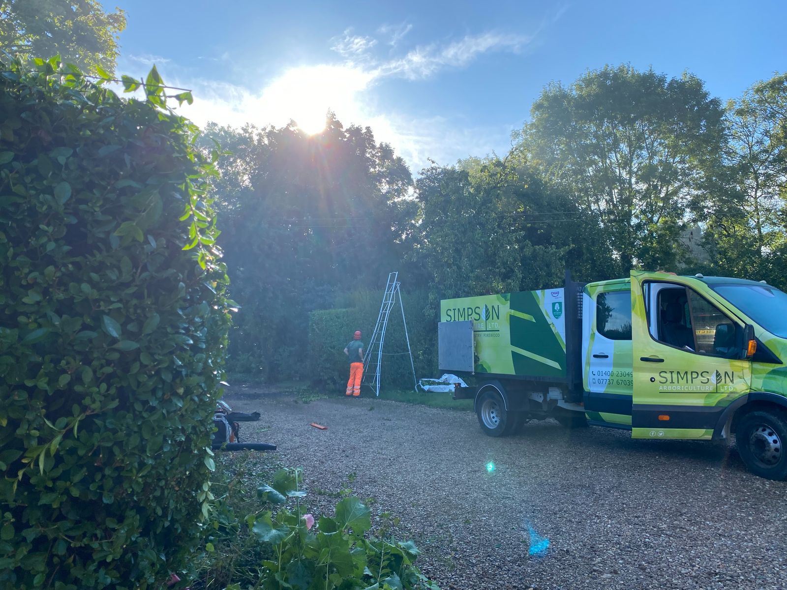 How much does tree surgery cost?