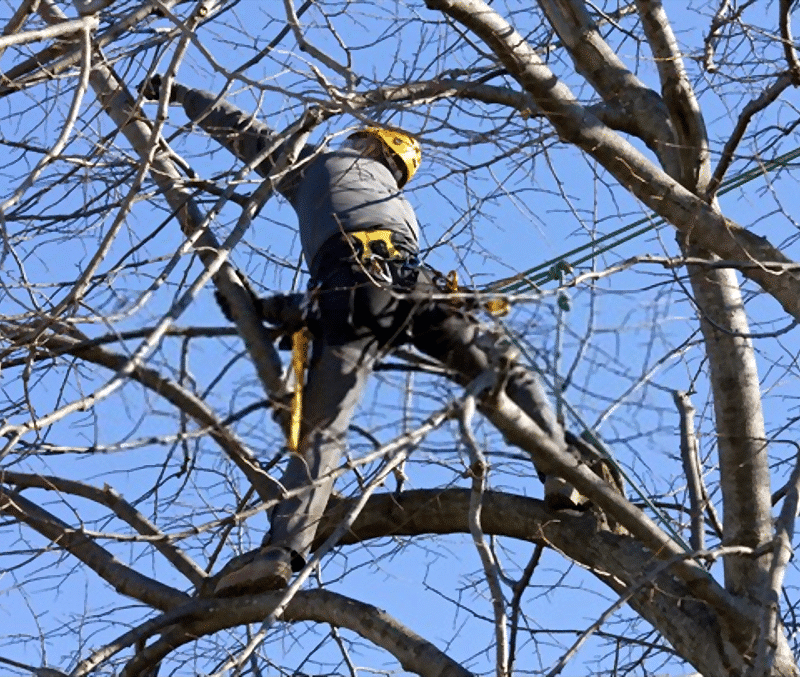 When is the best time of year to remove trees? Simpsons Tree Service