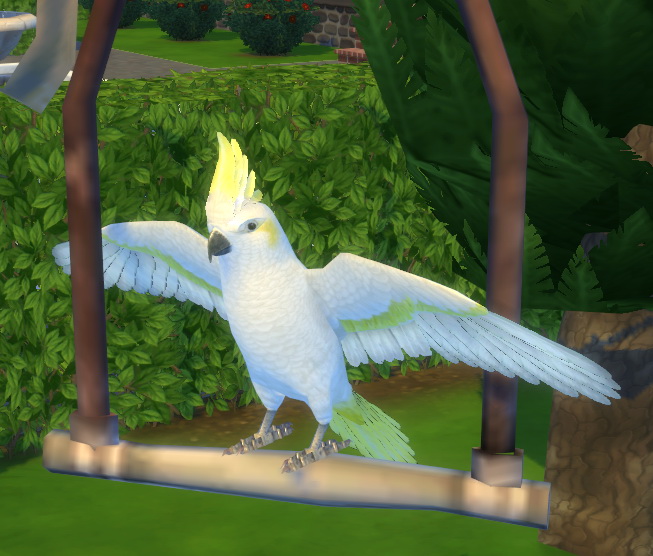 CS Tropical Bird by BigUglyHag at » Sims 4 Updates