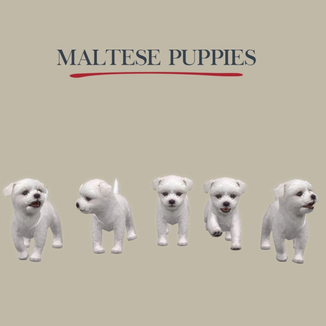 Maltese Puppies at Leo Sims » Sims 4 Updates