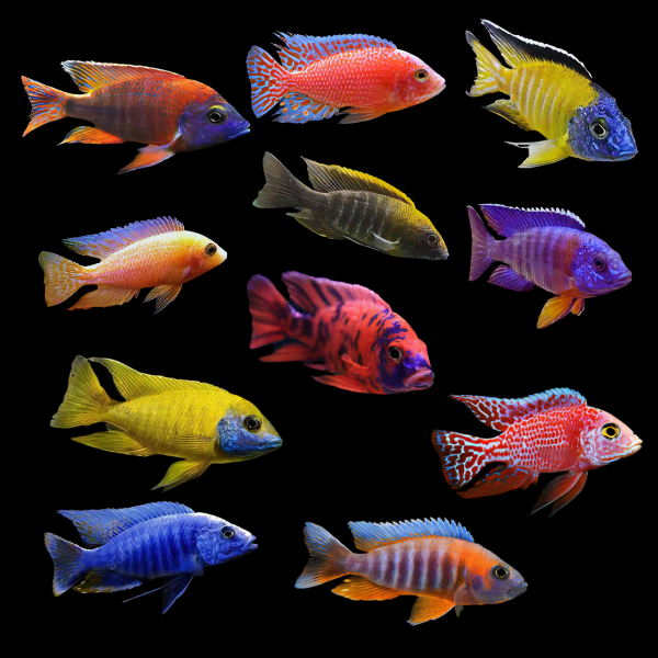 Assorted Peacock Aulonocara Malawi African Cichlids Sims Tropical