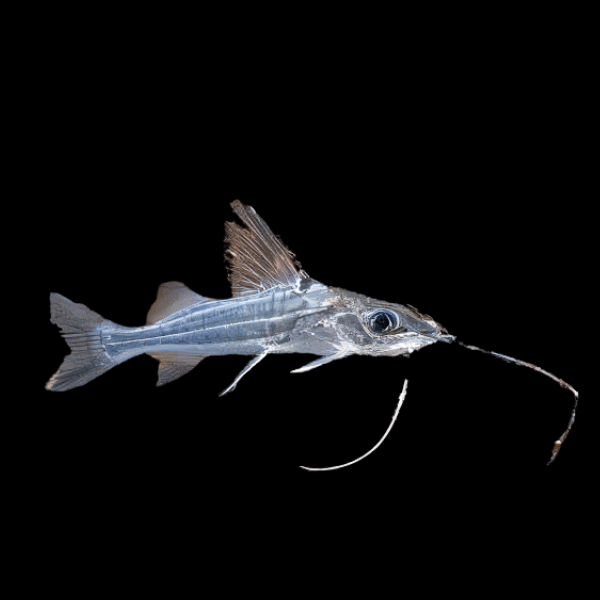 Four Lined Pim Catfish Pimelodus Blochii 6cm Sims Tropical Fish