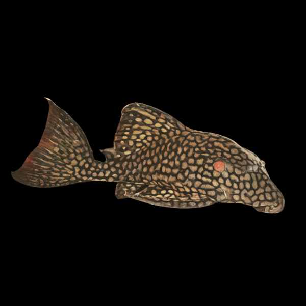 L330 Watermelon Pleco Panaque Nigrolineatus 20cm Sims Tropical Fish