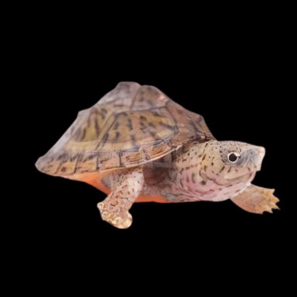 Razor Back Musk Turtle Sternotherus Carinatus Juvenile 5cm Sims