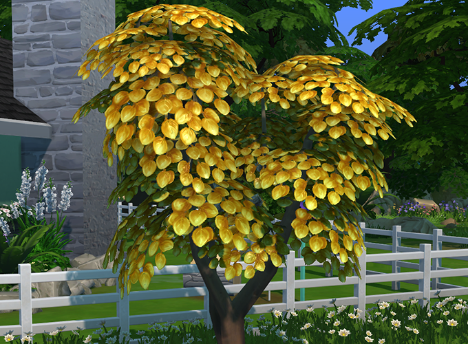 How To Buy and Grow a Money Tree in The Sims 4 SimsVIP