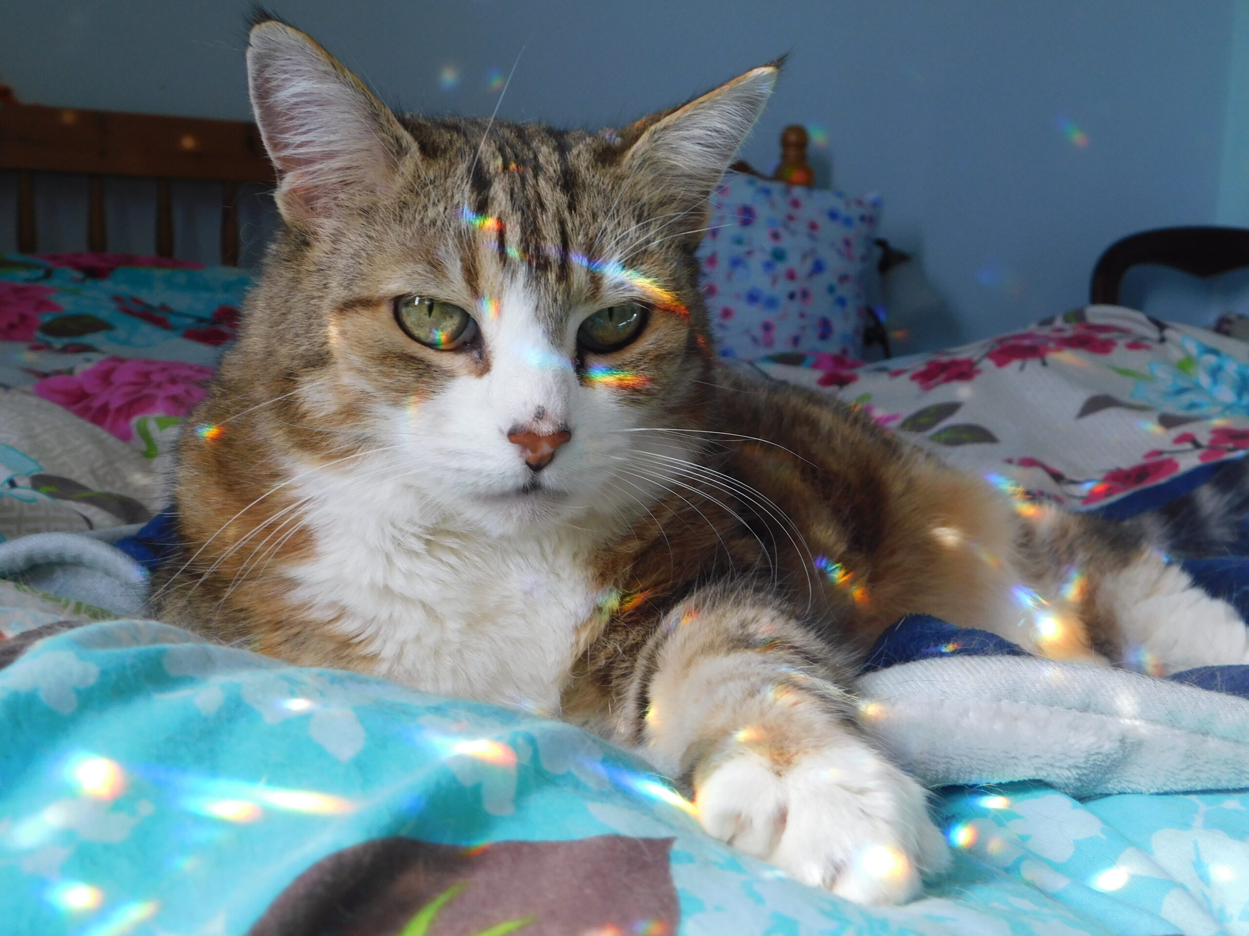 Are Pixie Sticks Bad For Dogs