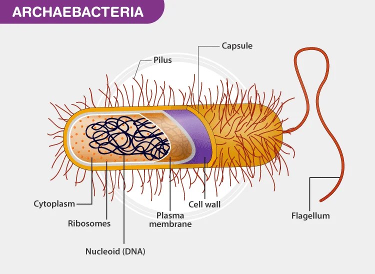 Archaebacteria Definition, Characteristics, Structure, Classification