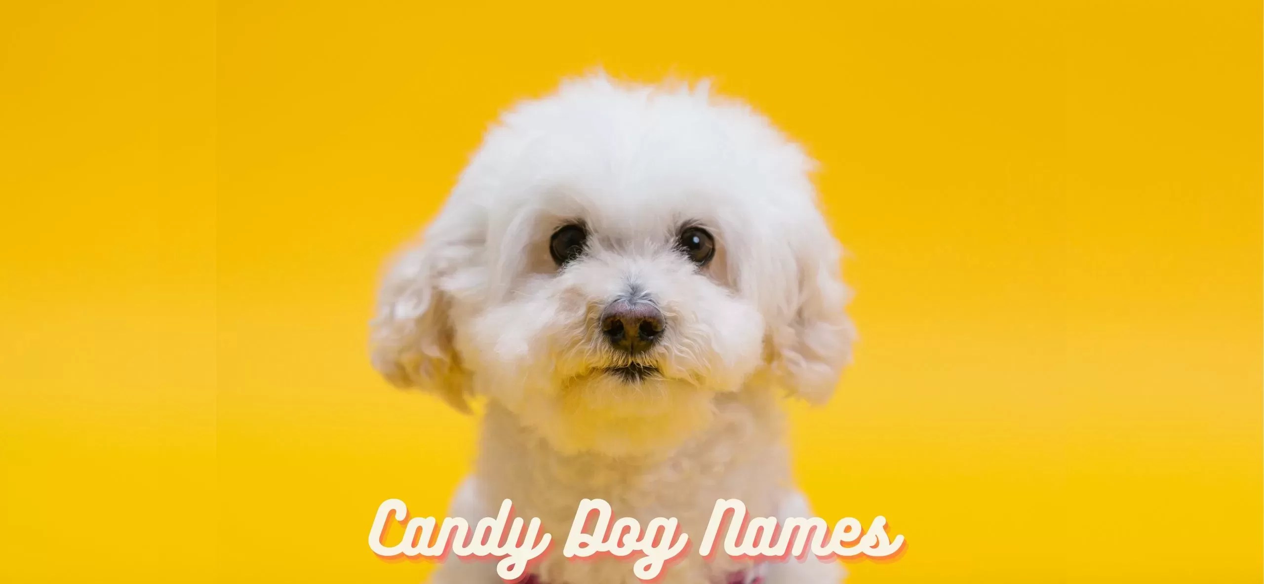 15 of the Sweetest Candy Dog Names for Your New Pup