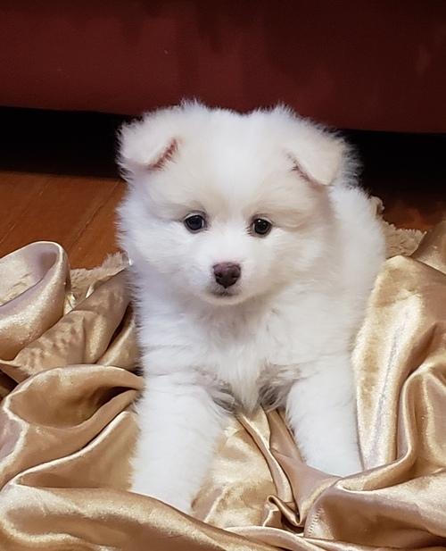 Pomeranian Puppies For Sale Pet Shops Melbourne VIC