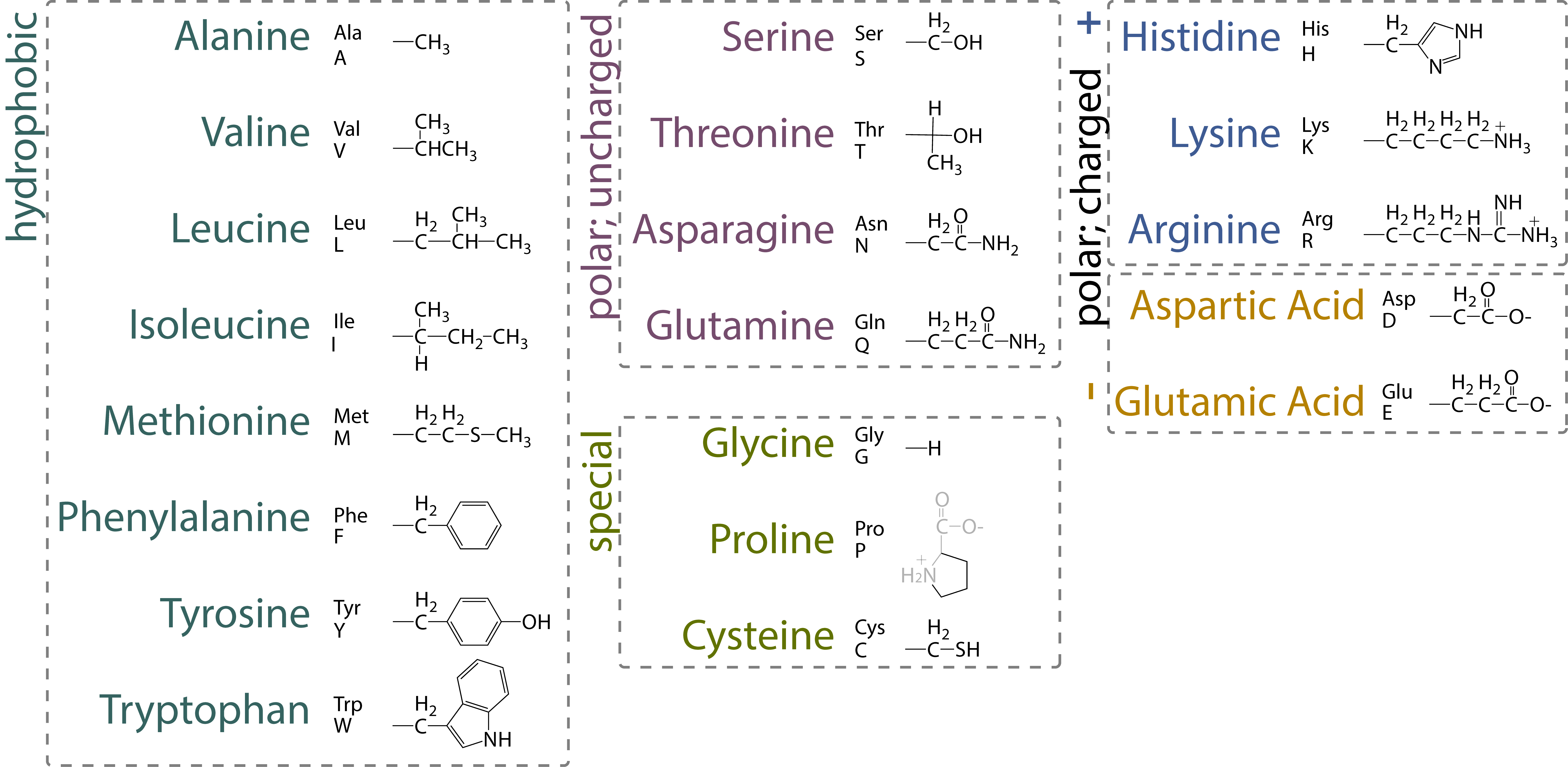 Table of amino acids