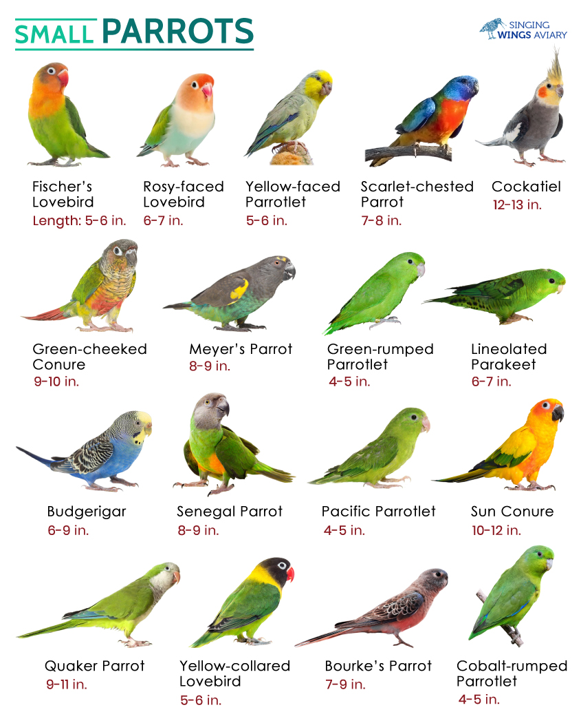 List of Small Parrots Kept as Pets With Pictures