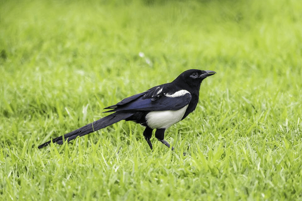 21 Birds With White Stripes On Wings (With Pictures) Singing With Birds
