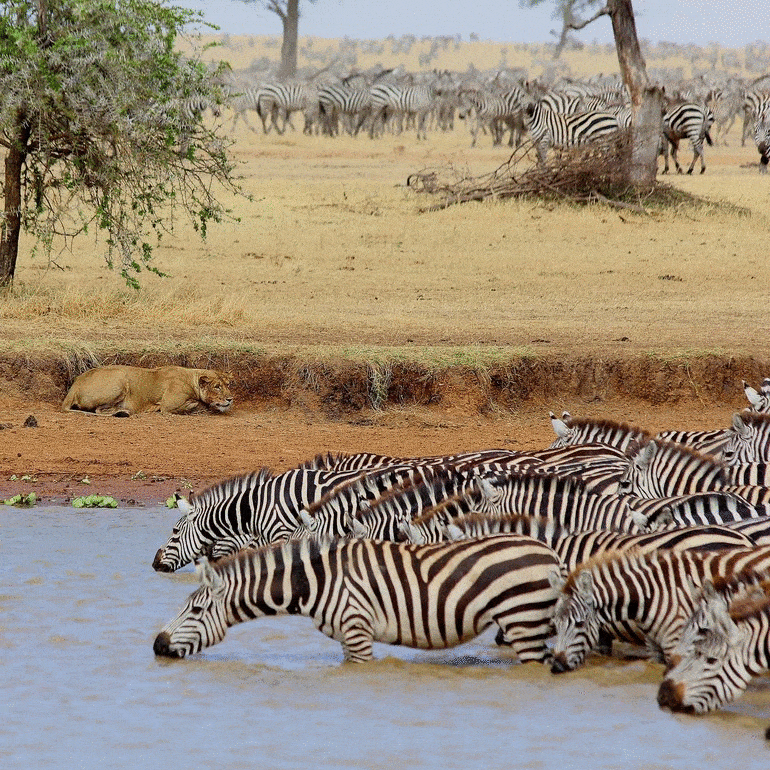 Lion Eating Zebra Gif