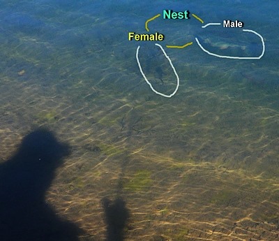 My Carbon Footprint Is More A Muddy Boot Track | Singlebarbed