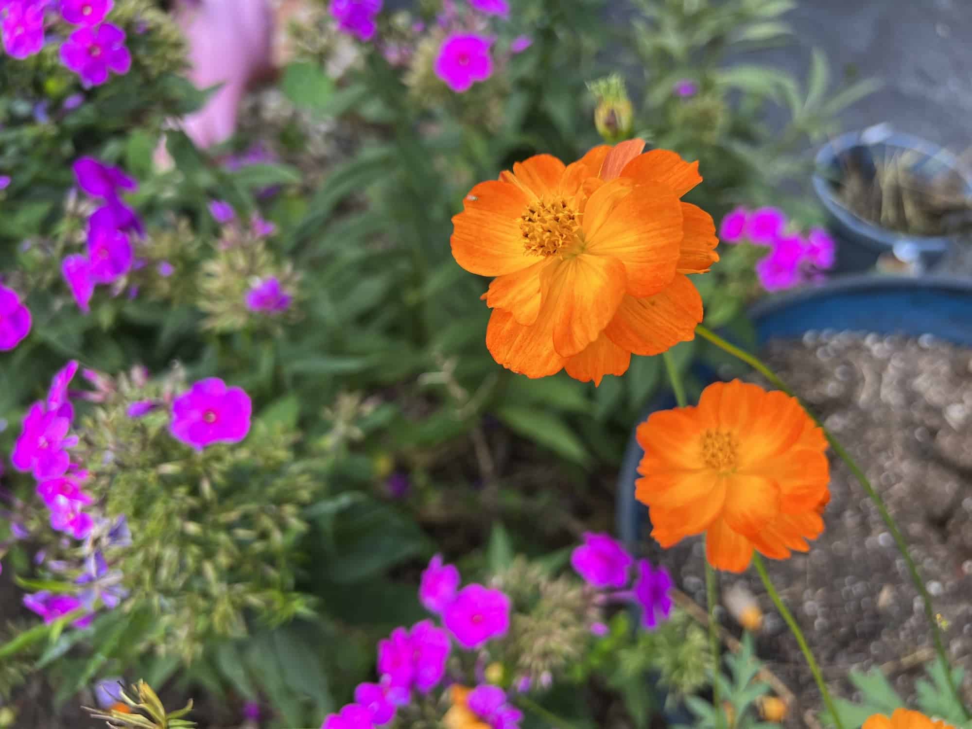 How to Save Cosmos Seeds Easy Way to Harvest for Next Year's Garden