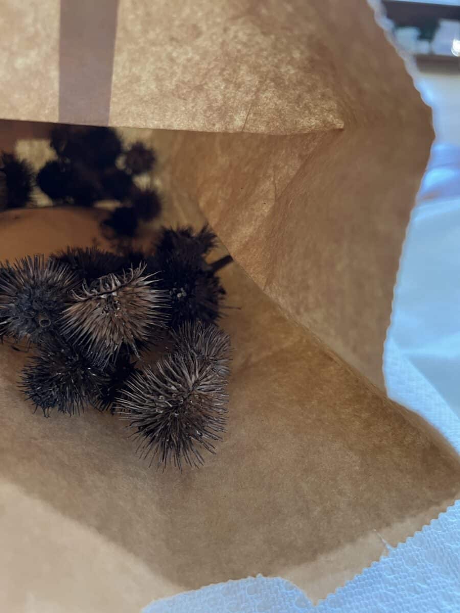 How to Harvest Coneflower Seeds (Echinacea) Single Girl's DIY