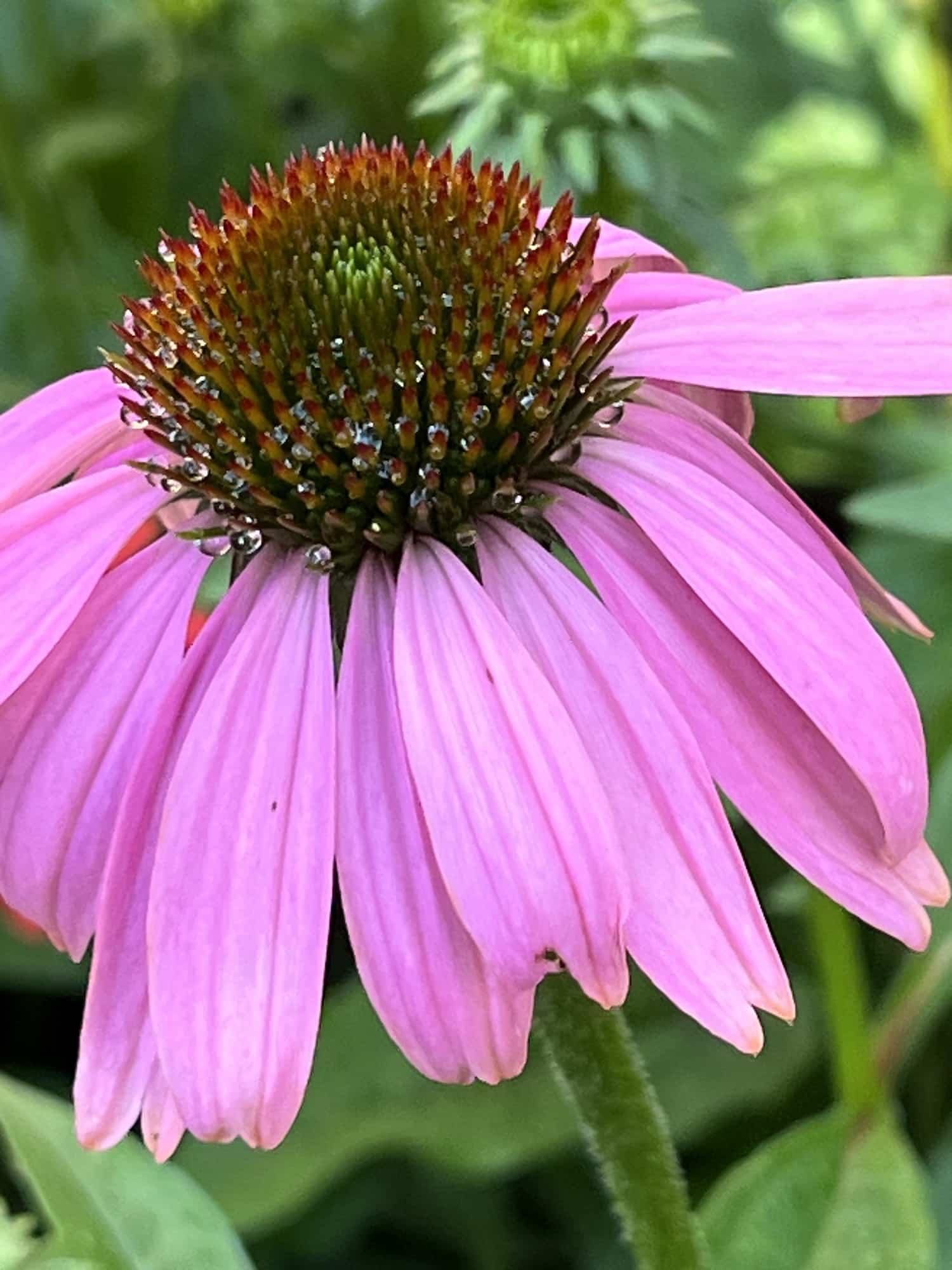 How to Harvest Coneflower Seeds (Echinacea) Single Girl's DIY